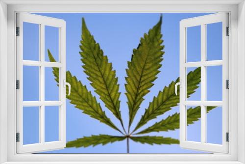 Fototapeta Naklejka Na Ścianę Okno 3D - Hemp marijuana leaf on blue background