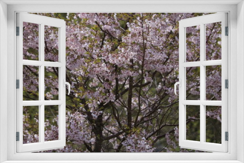 Fototapeta Naklejka Na Ścianę Okno 3D - Close-up image of the beautiful soft pink Blossom flowers of 'Prunus Kanzan' a Japanese flowering cherry tree.