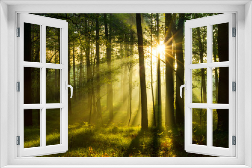 Fototapeta Naklejka Na Ścianę Okno 3D - bardzo wczesny słoneczny poranek w lesie
