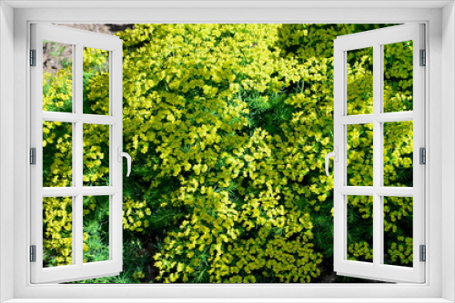 Fototapeta Naklejka Na Ścianę Okno 3D - 
Cypress euphorbia grows on a spring day in sunny weather.