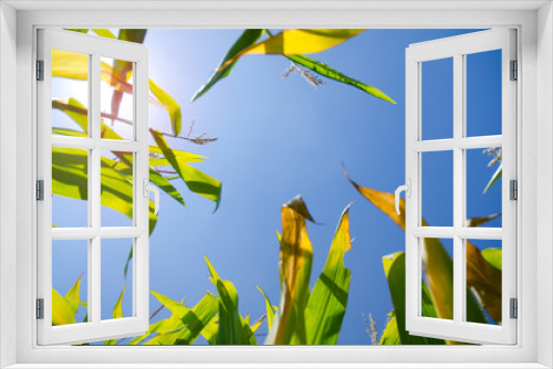 Fototapeta Naklejka Na Ścianę Okno 3D - Corn Stalks