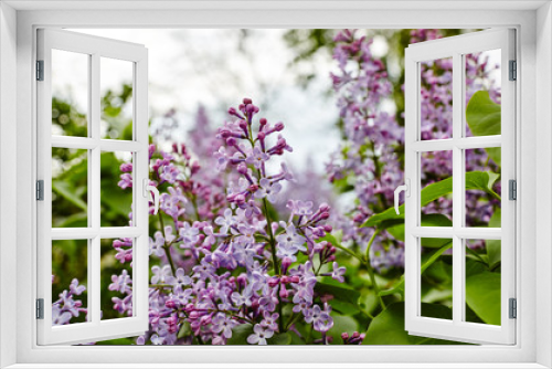 Fototapeta Naklejka Na Ścianę Okno 3D - Beautiful lilac blossom.Flowering lilac tree.Fresh spring background on nature outdoors.Soft focus image of blossoming flowers in spring time