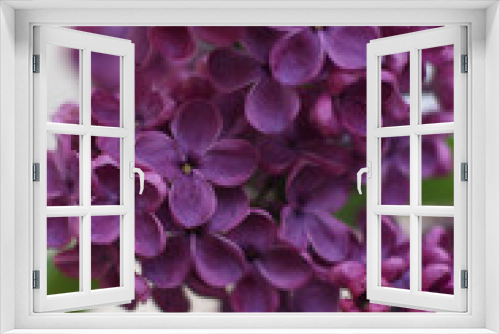 Fototapeta Naklejka Na Ścianę Okno 3D - 
Lilac blooms in Ukraine