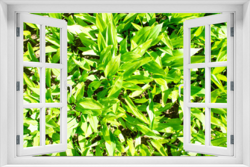 Fototapeta Naklejka Na Ścianę Okno 3D - Summer green grass closeup. Large leaves. Agricultural field with plants in the sun. Background for graphic design of agro booklet.