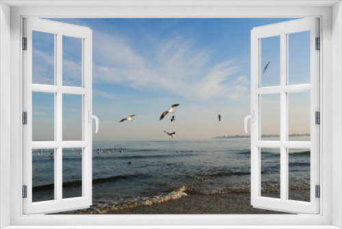 Fototapeta Naklejka Na Ścianę Okno 3D - Seagulls. Scenic view of seagulls at sea coast