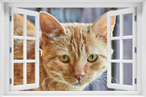 Fototapeta Naklejka Na Ścianę Okno 3D - Domestic Indian striped kitten. 