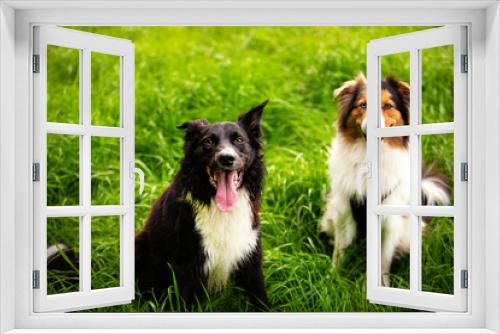 Fototapeta Naklejka Na Ścianę Okno 3D - Portrait of joyful border collie dog and berger australian dog  playing together enjoying the sunny spring day. Outdoors background, adorable puppy on the lawn in the park.