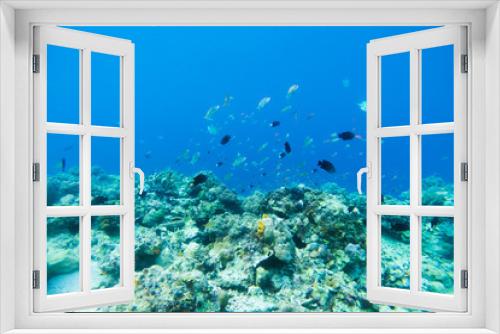 Fototapeta Naklejka Na Ścianę Okno 3D - Underwater Scenery Of Mabul Island,Malaysia.