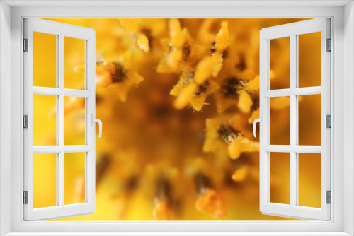 Fototapeta Naklejka Na Ścianę Okno 3D - yellow flower macro
