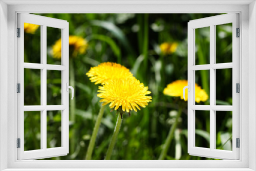 Fototapeta Naklejka Na Ścianę Okno 3D - Yellow dandelions in the grass