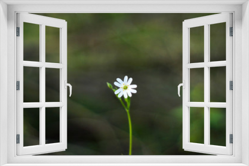 Fototapeta Naklejka Na Ścianę Okno 3D - Kwiat Łąki 