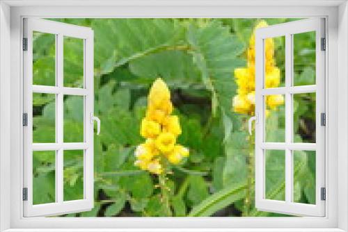 Fototapeta Naklejka Na Ścianę Okno 3D - Yellow flowers and young pod of Acapulo on branch with green leaves in Thailand and another name is Candelabra bush, Candle bush, Ringworm bush, Golden bush, Senna alata. 