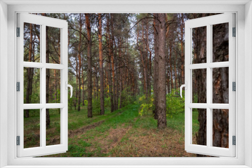 Fototapeta Naklejka Na Ścianę Okno 3D - Path in the pine forest