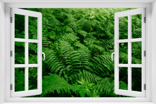Fototapeta Naklejka Na Ścianę Okno 3D - Thick green fern in the forest after rain. The surrounding nature in the forest.