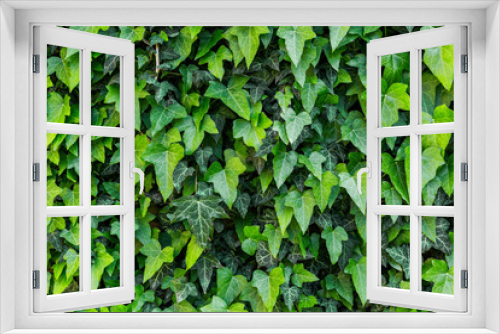 Fototapeta Naklejka Na Ścianę Okno 3D - A wall of common ivy, Usuable as a background or texture