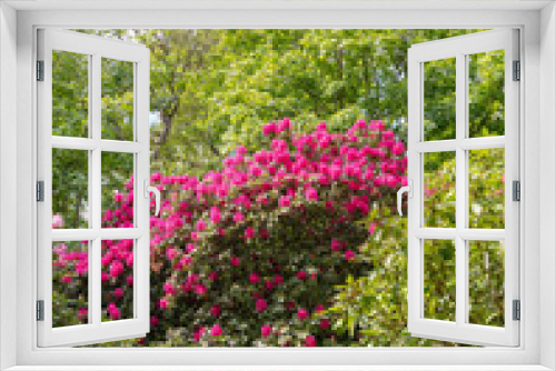 Fototapeta Naklejka Na Ścianę Okno 3D - Flowering rhododendron shrub.