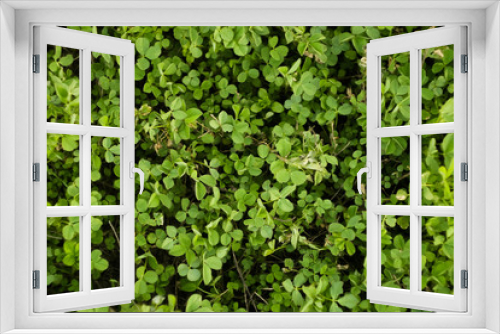 Fototapeta Naklejka Na Ścianę Okno 3D - Top view meadow wallpaper. Tiny plants texture. Greenary background. Copy space. Agriculture concept 