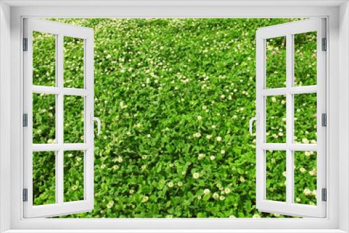Fototapeta Naklejka Na Ścianę Okno 3D - 初夏のシロツメクサ咲く野原風景