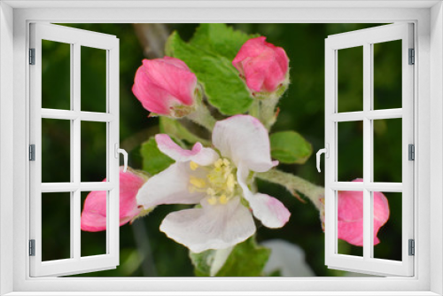 Fototapeta Naklejka Na Ścianę Okno 3D - kwiat jabłoni