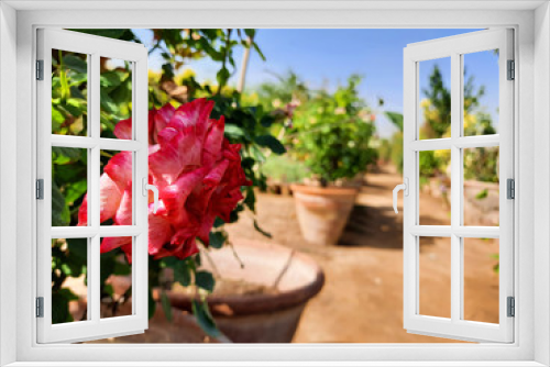 Fototapeta Naklejka Na Ścianę Okno 3D - Beautiful rose flowers in nursery, rose flowers in garden