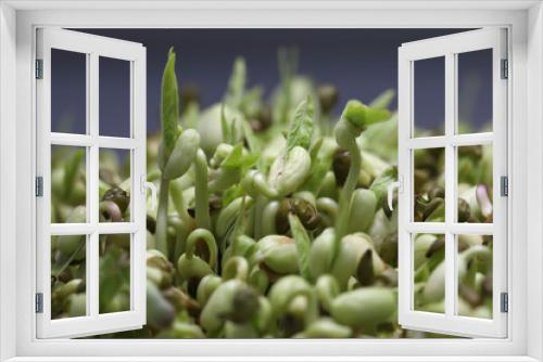 Fototapeta Naklejka Na Ścianę Okno 3D - Fresh micro greens closeup for healthy salad. Growing Microgreens sprouts for healthy salad