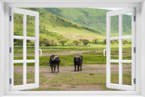 Fototapeta Naklejka Na Ścianę Okno 3D - Buffalos in Ngorongoro conservation area, Tanzania