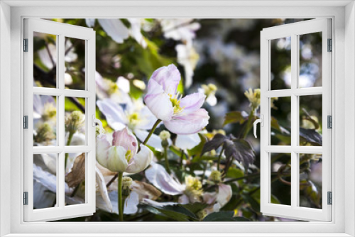 Fototapeta Naklejka Na Ścianę Okno 3D - magnolia tree blossom