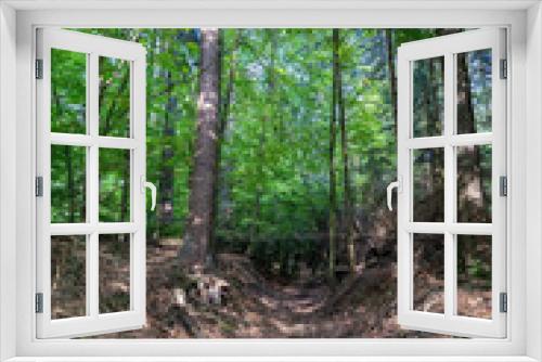 Fototapeta Naklejka Na Ścianę Okno 3D - Wandern im Bayerischen Wald bei Sankt Englmar