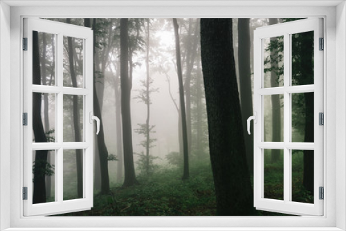 Fototapeta Naklejka Na Ścianę Okno 3D - natural forest landscape, trees in fog in dark woods