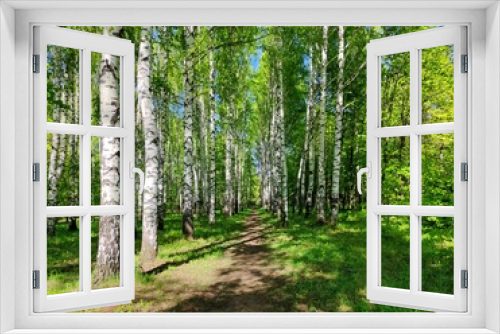 Fototapeta Naklejka Na Ścianę Okno 3D - path in a green birch grove on a sunny day