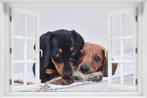 Fototapeta Naklejka Na Ścianę Okno 3D - puppies