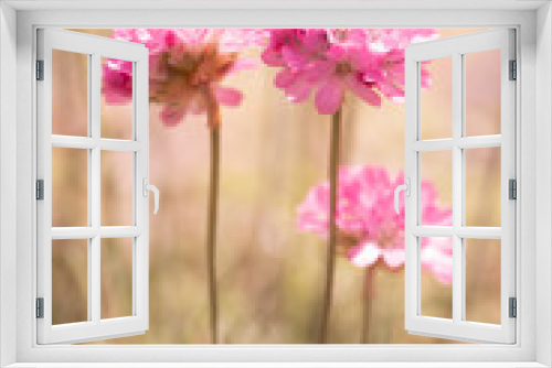 Fototapeta Naklejka Na Ścianę Okno 3D - Abstract spring background with pink flowers, selective focus.
