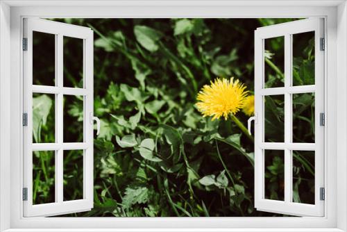 Fototapeta Naklejka Na Ścianę Okno 3D - Kulbaba sun flower