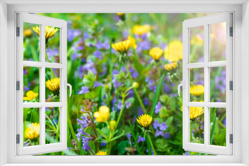 Fototapeta Naklejka Na Ścianę Okno 3D - background wildflowers yellow blowers, blue flowers, grass