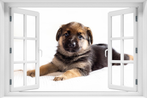Fototapeta Naklejka Na Ścianę Okno 3D - Cachorro de perro Pastor Alemán