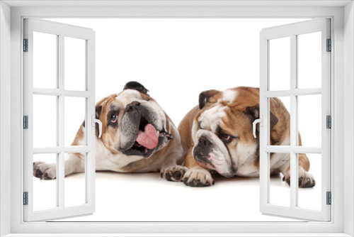 Fototapeta Naklejka Na Ścianę Okno 3D - two English bulldogs