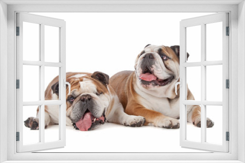 Fototapeta Naklejka Na Ścianę Okno 3D - two English bulldogs