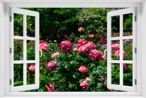 Fototapeta Naklejka Na Ścianę Okno 3D - 大神のバラ