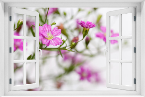 Fototapeta Naklejka Na Ścianę Okno 3D - pink gypsophila flower