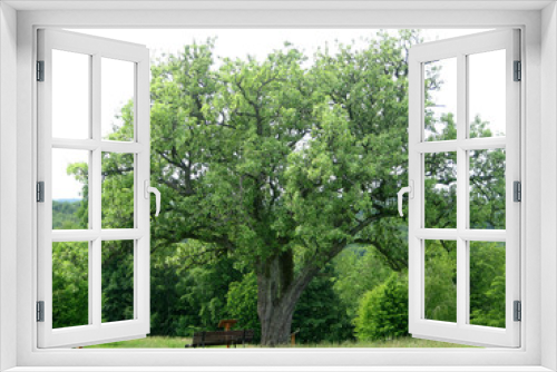 Fototapeta Naklejka Na Ścianę Okno 3D - birnbaum
