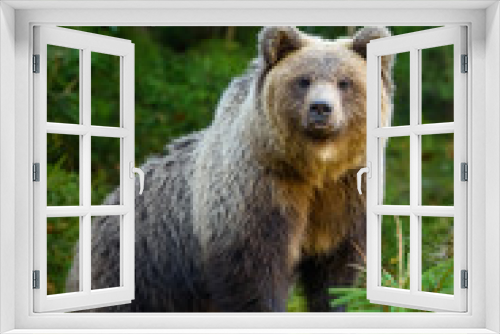 Fototapeta Naklejka Na Ścianę Okno 3D - Big brown bear in the forest. Dangerous animal in natural habitat. Wildlife scene