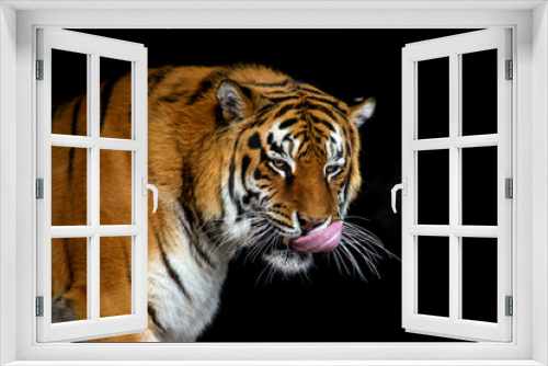 Fototapeta Naklejka Na Ścianę Okno 3D - Close up big tiger isolated on black background