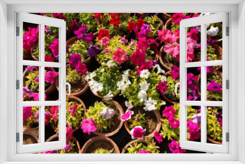 Fototapeta Naklejka Na Ścianę Okno 3D - colorful blooming Petunia flowers, close-up on colored petunias