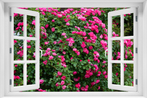 Fototapeta Naklejka Na Ścianę Okno 3D - rose  garden flower