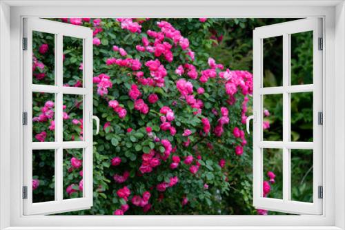 Fototapeta Naklejka Na Ścianę Okno 3D - rose  garden flower