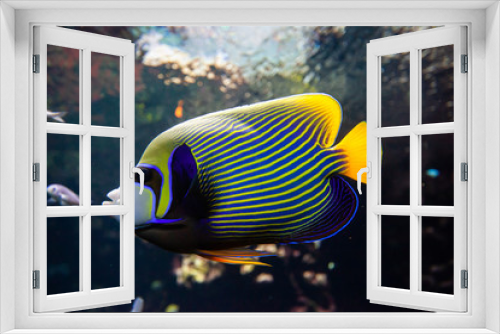 Fototapeta Naklejka Na Ścianę Okno 3D - pesce