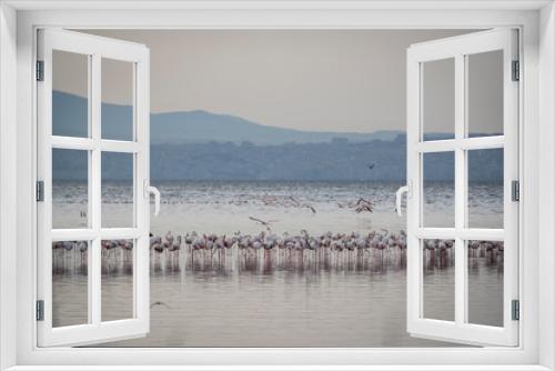 Fototapeta Naklejka Na Ścianę Okno 3D - Pink big birds Greater Flamingos, Phoenicopterus ruber, in the water, izmir, Turkey. Flamingos cleaning feathers. Wildlife animal scene from nature.