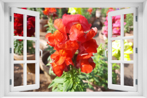 Fototapeta Naklejka Na Ścianę Okno 3D - Beautiful garden flowers at sunny day, Snapdragon flowers blooming in garden, Colorful Snapdragons