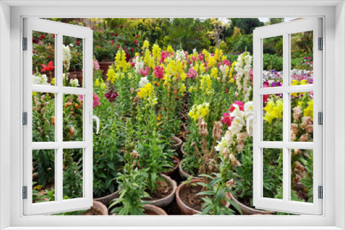Fototapeta Naklejka Na Ścianę Okno 3D - Beautiful garden flowers at sunny day, Snapdragon flowers blooming in garden, Colorful Snapdragons