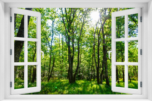 Fototapeta Naklejka Na Ścianę Okno 3D - fontainebleau forest